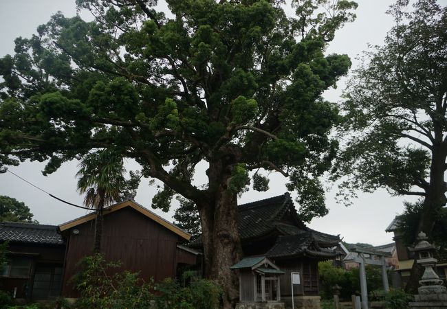 推定樹齢800年の大きな楠木