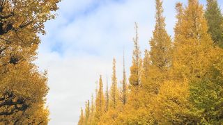 黄金色の景色に感動