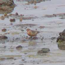 ムネアカタヒバリ