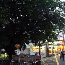 老街の入口にある大木。