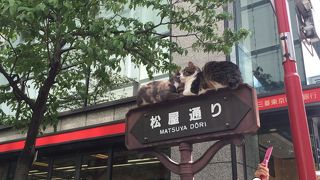 ねこ！