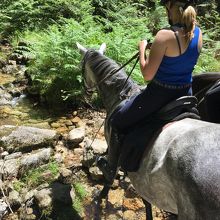 馬は森の小川で給水します