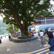 烏來老街　烏來老街の入口の大木