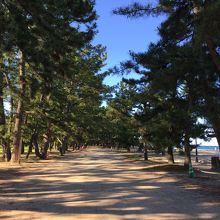 天橋立の公園の中