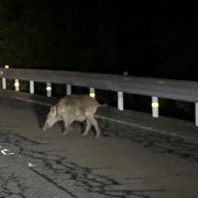 夜の足羽山