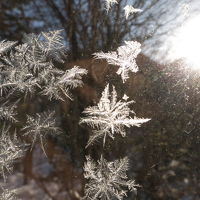 白骨は冷えるのでこのような霜華が見られることも