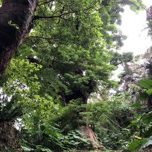 立ち入り禁止の大アカギです。