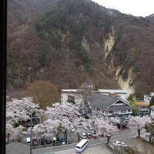 ちょうど桜が見ごろ