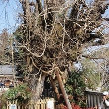 一言主神社大銀杏