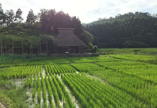 茅葺屋根と田んぼの景色