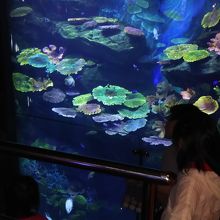 館内の水族館