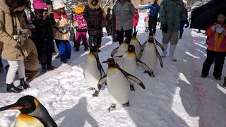 ペンギン散歩は楽しい