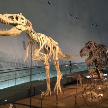 恐竜の展示