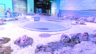 現地の海や川で見たあの魚はなんていう名前なんだろう？が解決