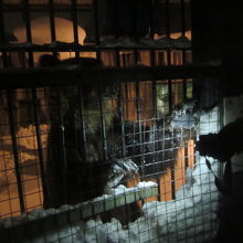 飼育員さんから餌をねだるエゾヒグマ、とんこの様子