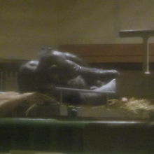 自分の寝床用にお布団（？）を敷くチンパンジーの様子