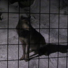 冬の夜の旭山動物園で一番賑やかなのはオオカミさんかな？