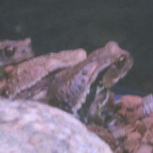 カエルさんは昼夜を問わずマイペースな気が…(;^ω^)。