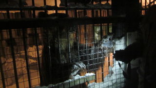 寒いけどお勧め！雪あかりの動物園