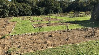 大規模なボタン園