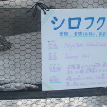 シマフクロウさんの様子