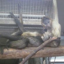 クモザルさんの様子