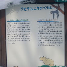 カピバラさんと同居しているシーズンにも是非見てみたいですね