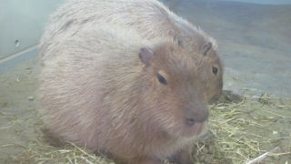 飼育員さんがマシンのように解説を続けていらっしゃる姿が少し大変そうに感じました