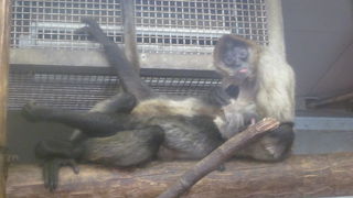 冬季は屋内でのみ観察できます