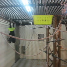 早く動き回るので、なかなか撮影のタイミングは難しかった…