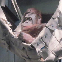 のんびりと過ごされている、冬のおらんうーたんさんの様子