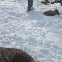 雪原で休むトナカイさん達、かつてはここにワピチの姿も…。