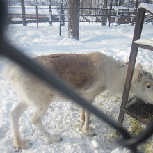 餌を一生懸命食むトナカイさんの様子