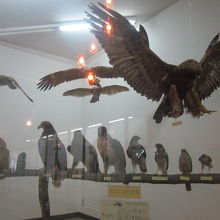 展示標本の一例（鳥類）