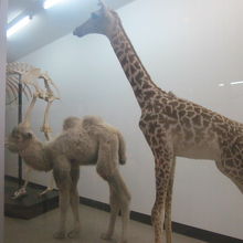 展示標本の一例（キリンさん、ラクダさん）