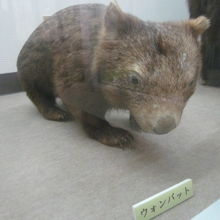 私はこの子（ウォンバット）が一番気に入りました(;^ω^)！