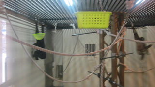 冬の昼間でも元気よく動き回っていました