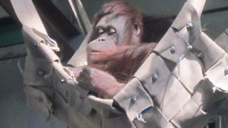 やはりこの動物を観察する際は、環境問題も併せて考えたいものです