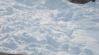 ワピチは亡くなってしまいましたが…