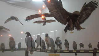 好みの標本を探してみて下さい