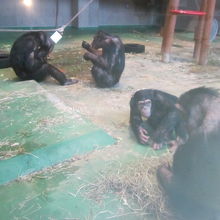 昼間のチンパンジーさん達の様子