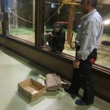 飼育員さんによる夜間のチンパンジー解説の様子