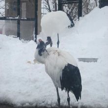 タンチョウさんの様子