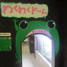 二ホンアマガエルさんが暮らしているわくわくドームの様子