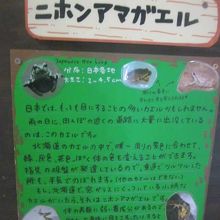 誰もがご存じ、日本一メジャーなカエルさんですね！