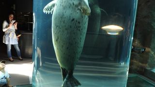 アザラシがチューブの中をくぐり抜けるので有名な場所