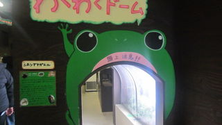 ”アズマヒキガエル”の旭川移入問題は、カエルマニアとしては心が痛みます…。