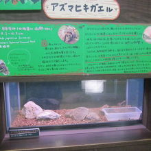 アズマヒキガエルさんの飼育ゲージの様子