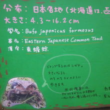 アズマヒキガエルさんの解説１