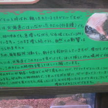 アズマヒキガエルさんの解説２